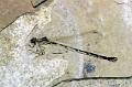 libellule fossile